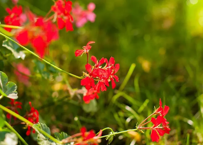 Complex Adal Chalé Eforie Nord