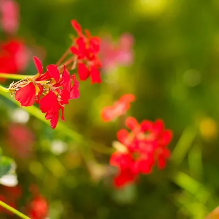 Complex Adal Эфорие Норд