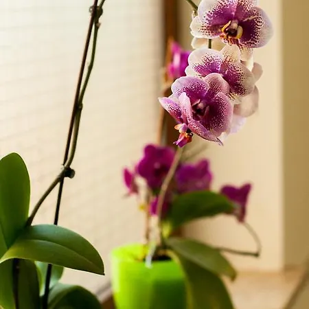 Complex Adal * Эфорие Норд