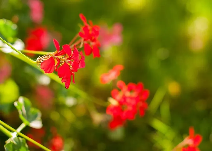 Complex Adal Eforie Nord