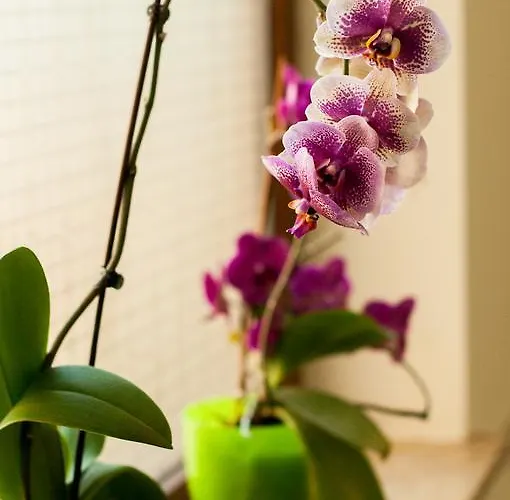 Complex Adal * Eforie Nord