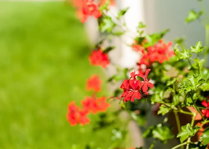 Chalet Complex Adal Eforie Nord